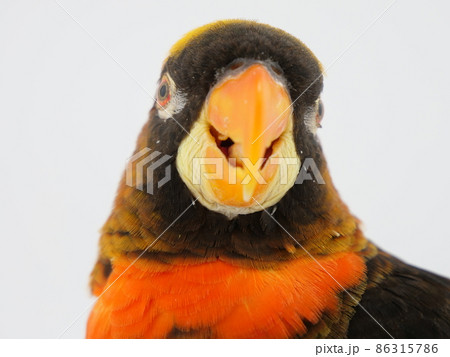 コシジロインコのアップ コシジロインコのアップ 86315786