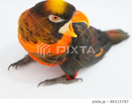 後ろに向かって鳴くコシジロインコ 後ろに向かって鳴くコシジロインコ 86315787