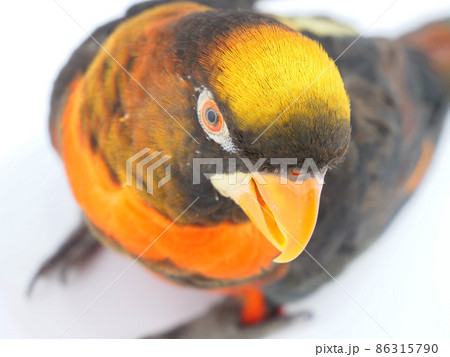 コシジロインコ 86315790