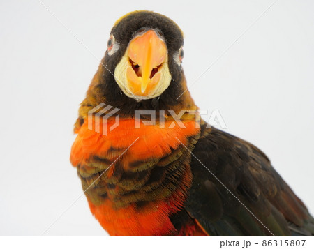 コシジロインコ コシジロインコ 86315807