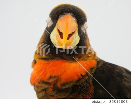 目を閉じたコシジロインコ 目を閉じたコシジロインコ 86315808