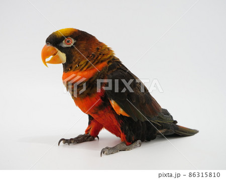 コシジロインコ コシジロインコ 86315810
