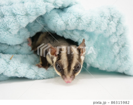 毛布からはいでるフクロモモンガ 毛布からはいでるフクロモモンガ 86315982