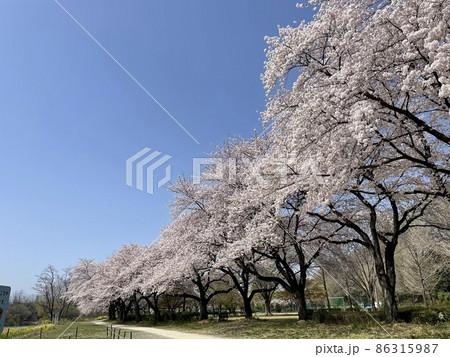 桜並木 桜並木 86315987