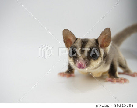 フクロモモンガ フクロモモンガ 86315988