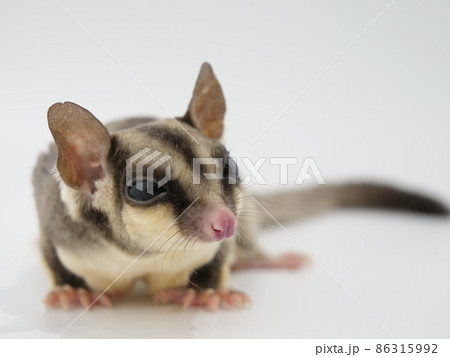 フクロモモンガ フクロモモンガ 86315992