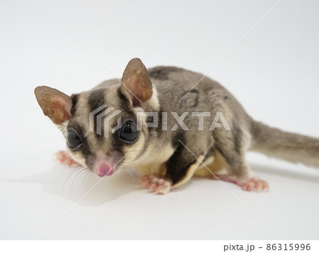 フクロモモンガ フクロモモンガ 86315996