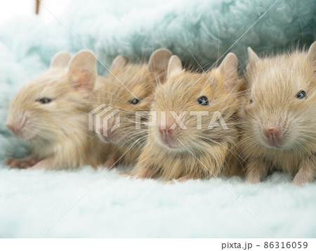 横並びの4つ子 横並びの4つ子 86316059