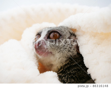 ブランケットから顔を出すショウガラゴ 86316148