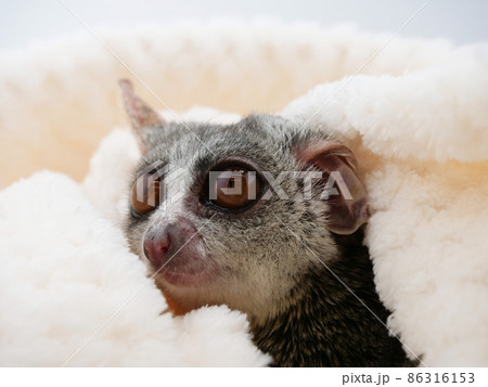 毛布から顔を出すブッシュベビー 毛布から顔を出すブッシュベビー 86316153