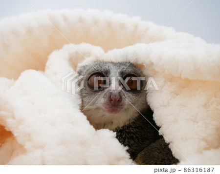 タオルに包まれるブッシュベビー 86316187