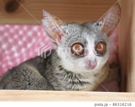 木箱から外を見るブッシュベビー 86316216