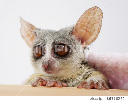 おててがかわいいブッシュベビー 86316222