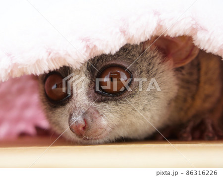 覗くショウガラゴ 86316226