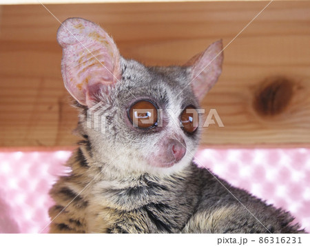 小型のサルの横顔 86316231