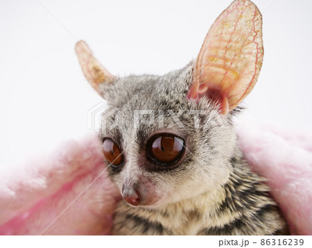 何かを集中して見つめるショウガラゴ 86316239