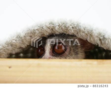 毛布と木箱の隙間から覗くブッシュベビー 毛布と木箱の隙間から覗くブッシュベビー 86316243