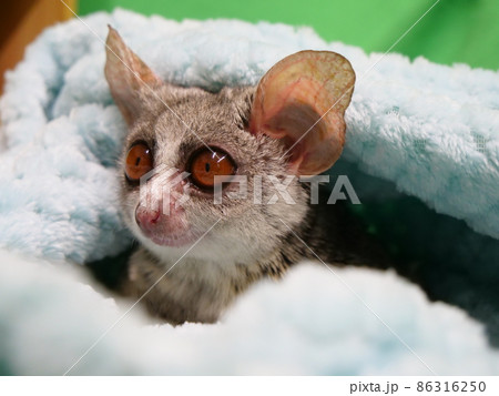 タオルケットに囲まれたブッシュベビー 86316250