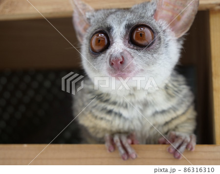 木箱から乗り出すブッシュベビー 86316310