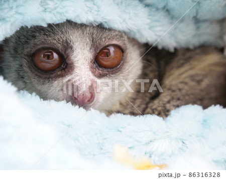 毛布にくるまるショウガラゴ 毛布にくるまるショウガラゴ 86316328