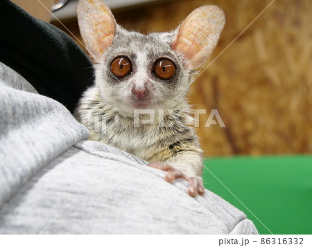 肩に乗るブッシュベビー 86316332