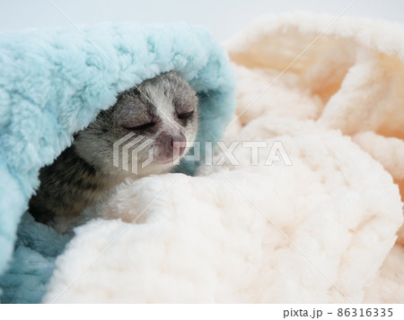 毛布を被ったブッシュベビー 86316335