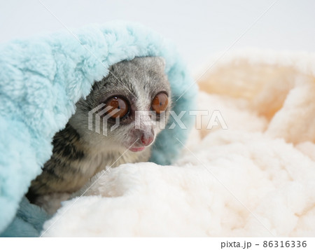 毛布を被ったショウガラゴ 毛布を被ったショウガラゴ 86316336