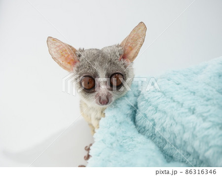 毛布から顔をだすブッシュベビー 86316346