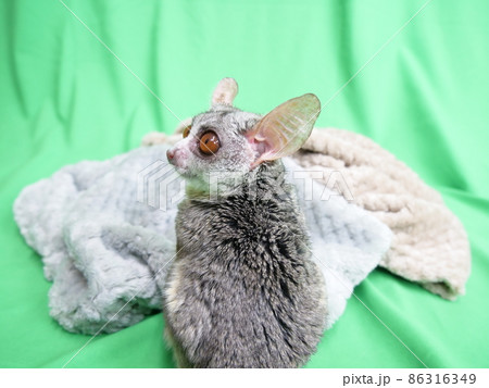 毛布と並ぶブッシュベビー 毛布と並ぶブッシュベビー 86316349