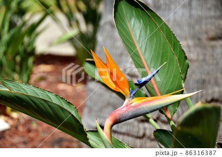 ハワイの休日 86316387