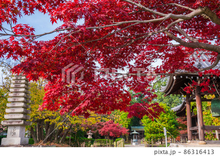 京都　乙訓寺（おとくにでら）の紅葉 86316413