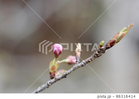 桜の蕾 86316414