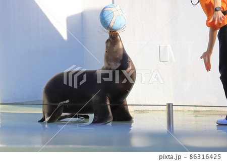 しながわ水族館 バスケットボールをするアシカ しながわ水族館 バスケットボールをするアシカ 86316425