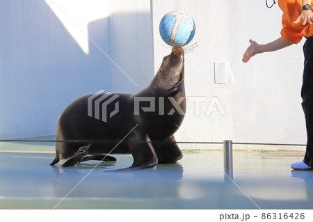 しながわ水族館　バスケットボールをするアシカ 86316426