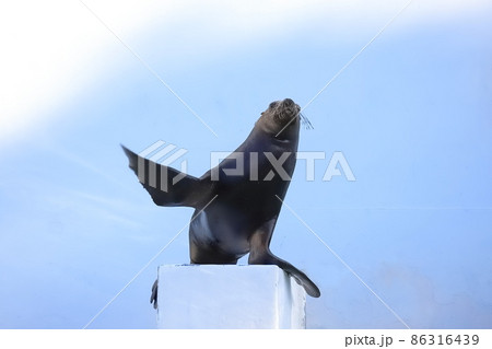 しながわ水族館　アシカショーであいさつするアシカ 86316439