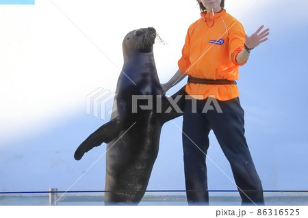 しながわ水族館　アシカショー　 86316525