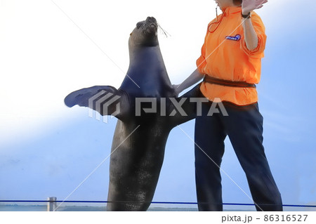 しながわ水族館 アシカショー しながわ水族館 アシカショー 86316527