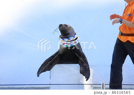 しながわ水族館　アシカショー　飼育員と輪投げをするアシカ 86316565