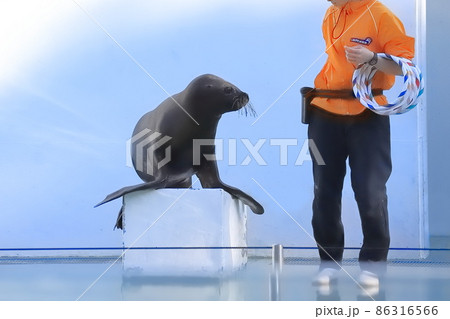 しながわ水族館 アシカショー 飼育員と輪投げをするアシカ しながわ水族館 アシカショー 飼育員と輪投げをするアシカ 86316566