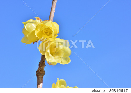 ロウバイ　蠟梅　冬の花　立春イメージ　早春イメージ　和風イメージ　 86316617