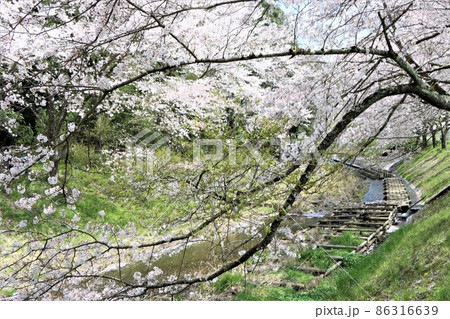 個性的な枝ぶりの桜が印象的 個性的な枝ぶりの桜が印象的 86316639