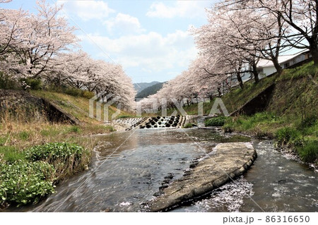 桜の続く土手には春の光が燦々と 桜の続く土手には春の光が燦々と 86316650
