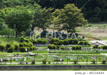 岡崎市東公園花菖蒲祭りの風景 86316684