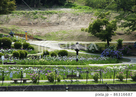 岡崎市東公園花菖蒲祭りの風景 岡崎市東公園花菖蒲祭りの風景 86316687