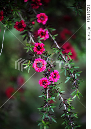 ギョリュウバイ 86316721