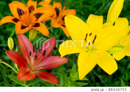 三色のスカシユリの花 86316755