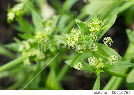 セロリの花 セロリの花 86316760