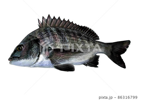 背景透明の水彩画の黒鯛 背景透明の水彩画の黒鯛 86316799