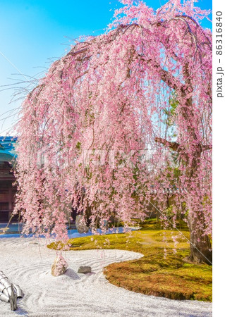 高台寺 しだれ桜 86316840