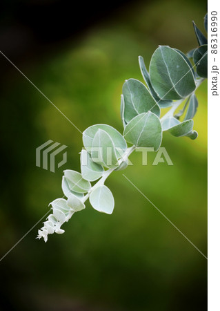 パールアカシア パールアカシア 86316990